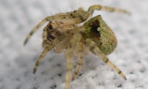 Réf. 348 478 : Gibbaranea gibbosa